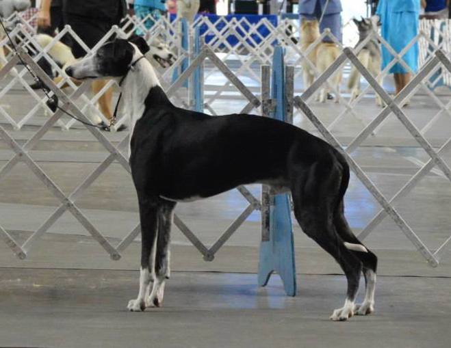 Ripley Show